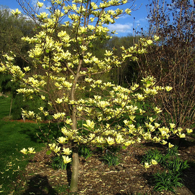 Magnolia brooklynensis 'Yellow Bird' kopen? Tuincentrum.nl